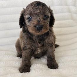 Brave - Blue merle male Aussiedoodle puppy in Calimesa, California from Teakwoodpoodleofsocal