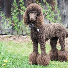 Poodle Puppies from My Buddies Puppies