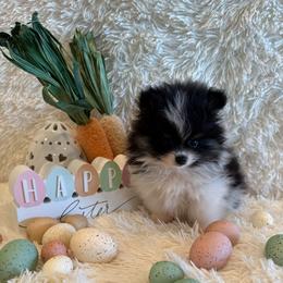 River - Black and tan parti male Pomeranian puppy in Success, Missouri from Sweet Success
