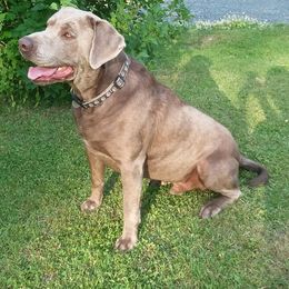 Lance - Labrador Retriever