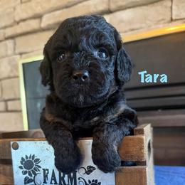 Tara - Black and tan female Cockapoo puppy in Holton, Indiana from MoonShine Babies