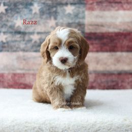 Razz - Apricot male Australian Labradoodle puppy in Hurricane, Utah from Red Desert Doodles