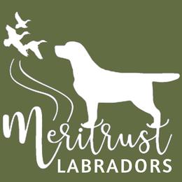 Labrador Retriever puppies from Meritrust Labradors