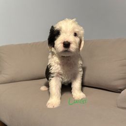 Old English Sheepdog Puppies from Midwest Puppy Paws