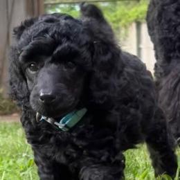 Johann - Black male Poodle puppy in Hartselle, Alabama from Phare Poodles