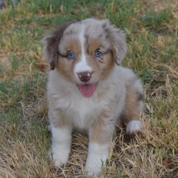 Australian Shepherd Puppies from Mott Ranch - Blazin' Sun Aussies