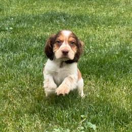 Herbie - Liver white and tan male English Springer Spaniel puppy in Coeur D'alene, Idaho from Springer Hollow