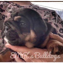 Joey - Black tri-color male Bulldog puppy in Ranson, West Virginia from EMR’s Bulldogs