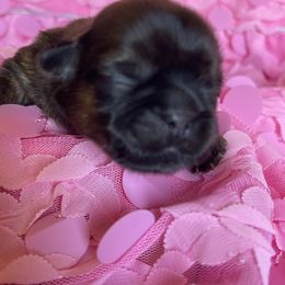 Shih Tzu Puppies from Monica Sauceda