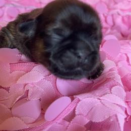 Shih Tzu Puppies from Monica Sauceda