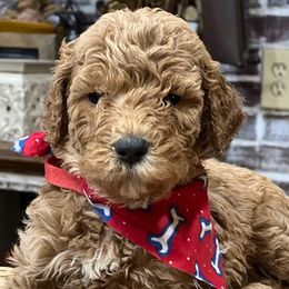 Aussiedoodles and Goldendoodles from Bar W Doodles