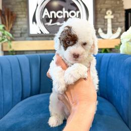 S n o o p y   ( Poochon teddy bear ) - male Cavapoochon puppy in Hooper, Utah from Anchor Dogs