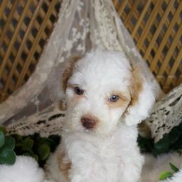Apricot Parti Female - Parti female Poodle puppy in Belgreen, Alabama from Scott’s Farm Poodles and Doodles