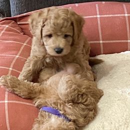 Maltipoo Puppies from Third Coast Maltipoos