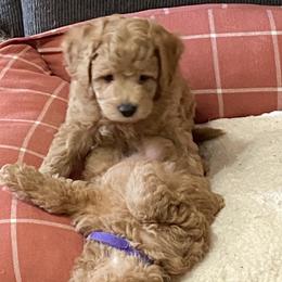 Maltipoo Puppies from Third Coast Maltipoos