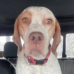 Ash - Braque du Bourbonnais