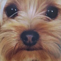 Popcorn - Yorkshire Terrier