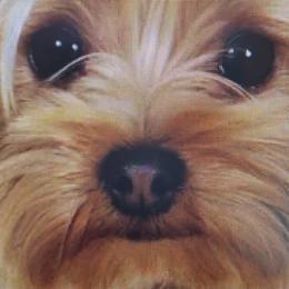 Popcorn - Yorkshire Terrier