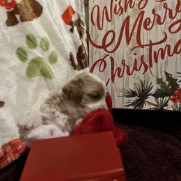 Cavapoo puppies from Dallas Designer Dogs