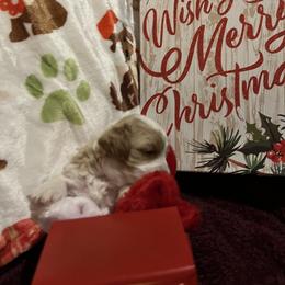 Cavapoo puppies from Dallas Designer Dogs