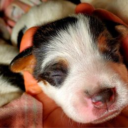 Boy 2 - Tri-color male Jack Russell Terrier puppy in California from Kimberlite