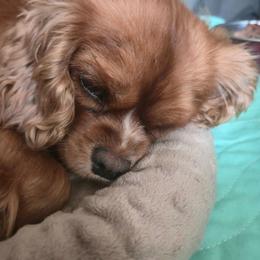 Frankie - Cavalier King Charles Spaniel