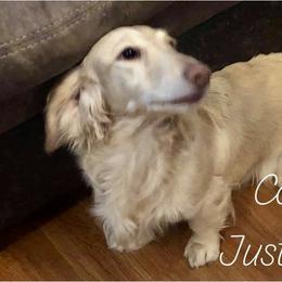 Cooper - Dachshund