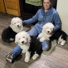 Old English Sheepdog Puppies from Yadah Sheepdogs