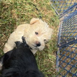Black - White female Miniature Schnauzer puppy in Sparta, North Carolina from New River Miniature Schnauzers and Anatolians