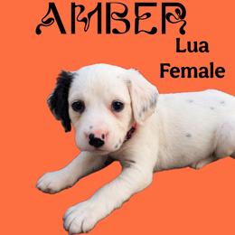 Amber - White and black female Dalmatian puppy in Bremen, Georgia from Clark’s Dalmatians