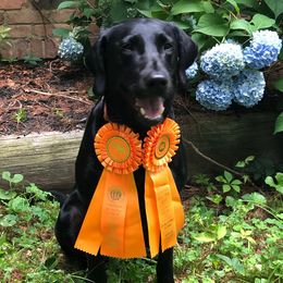 Labrador Retriever All Grown Up from Pleasant Pine Labrador Retrievers