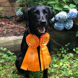 Labrador Retriever All Grown Up from Pleasant Pine Labrador Retrievers