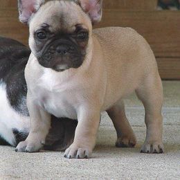 French Bulldog Puppies from Epic French Bulldogs