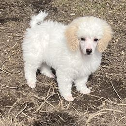 Poodle Puppies from Eagleridge Mini Poodles