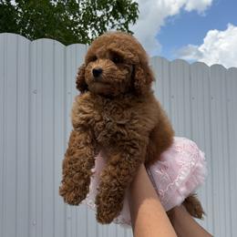 Goldendoodle and Poodle Puppies from Katy's Toy Poodles & Doodles