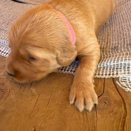 Golden Retriever Puppies from Collette's Goldens