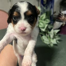 Sammy - Tri-color Cavapoo puppy in Santaquin, Utah from Lainy's Homegrown Farm puppies