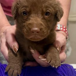 Purple Female - Brown female Chesapeake Bay Retriever puppy in Houston, Texas from Monarch Chesapeakes