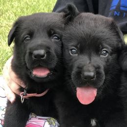 German Shepherds from Biloxi Creek Kennels