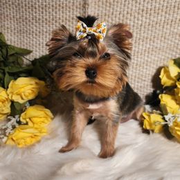La Vie en Lemar - Blue and gold female Yorkshire Terrier puppy in Daggett, Michigan from Hetzel’s Enchanted Yorkies (Michigan)