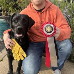Cinch - Labrador Retriever