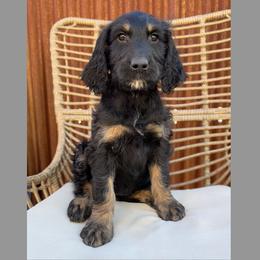 Yennefer - Phantom female Goldendoodle puppy in New River, Arizona from Sonoran Standard Doodles
