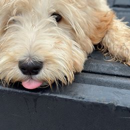 Gold Pup - Light golden Double Doodle puppy in San Juan, Texas from Cash & June’s Double Doodles
