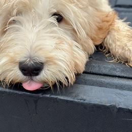Gold Pup - Light golden Double Doodle puppy in San Juan, Texas from Cash & June’s Double Doodles