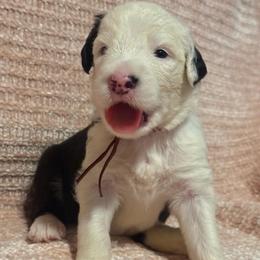 Red - Gray and white female Old English Sheepdog puppy in Iowa from Midwest Puppy Paws