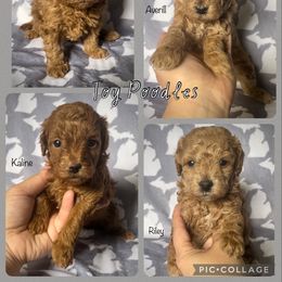 Havapoo, Maltipoo, and Poodle Puppies from Riyem Wildflower Farms