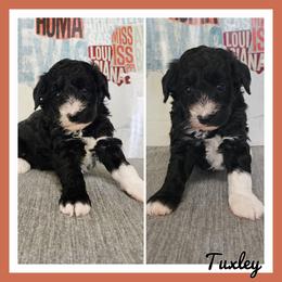 Tuxly - Black and white male Schnoodle puppy in Lebanon, Missouri from Cedar Glades Canines