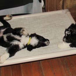Portuguese Water Dog Puppies from Topsail PWDs