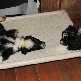 Portuguese Water Dog Puppies from Topsail PWDs