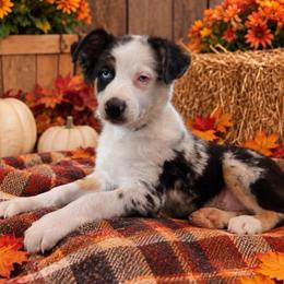 Olaf Boy-2 - Blue merle male Australian Shepherd puppy in Mena, Arkansas from Fat-Bottom Farms